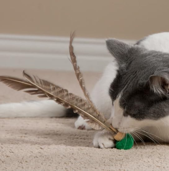 GoCat Kitty Kopter Cat Toy, Throw Toy with Feathers that Spins in the Air - Image 3