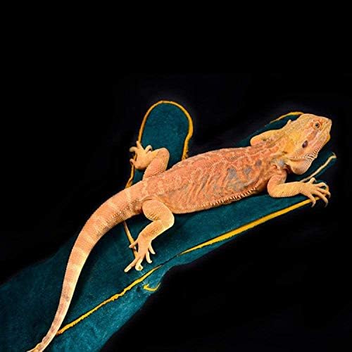 Animal Handling Gloves - 60CM Durable Bite & Scratch Resistant Gloves for Bathing, Grooming, Welding, Handling Dogs, Cats, Birds, Snakes, Parrots, Lizards, Reptiles - Image 7