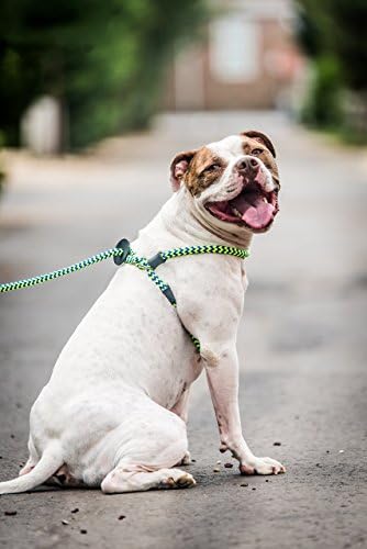 Harness Lead No Pull Dog Harness and Leash Set, Anti Pull Dog Harness, One-Piece Cushioned Rope Safely Prevents Escaping and Pulling (Medium/Large, Peacock/Blue/Lime) - Image 2