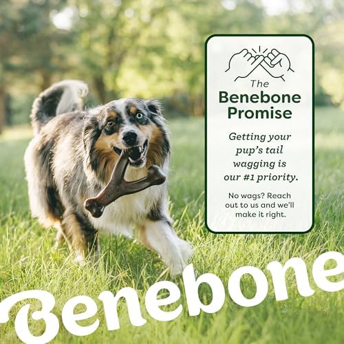 Benebone Bacon Wishbone/Rubber Bone Medium, 2-Pack - Image 6