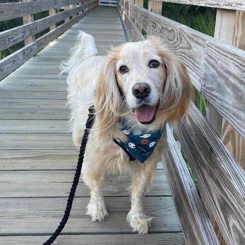 Midnight Hands-Free Rope Leash