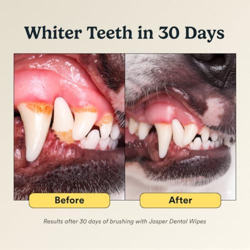 Jasper Dog Dental Wipes, Finger Tooth Wipes for Dogs, Coconut 60-Count - Image 7