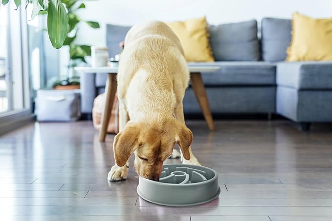 Cutie's PetBox Slow Feeder Dog Food Bowl, Plastic Swirl Design with Anti-Slip Base (Blue)