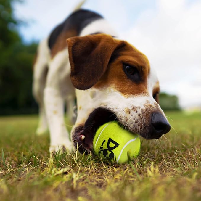Squeaky Tennis Balls for Dogs Pack of 4 Easy Catching Dog Fetch Balls (Squeaky-Yellow)