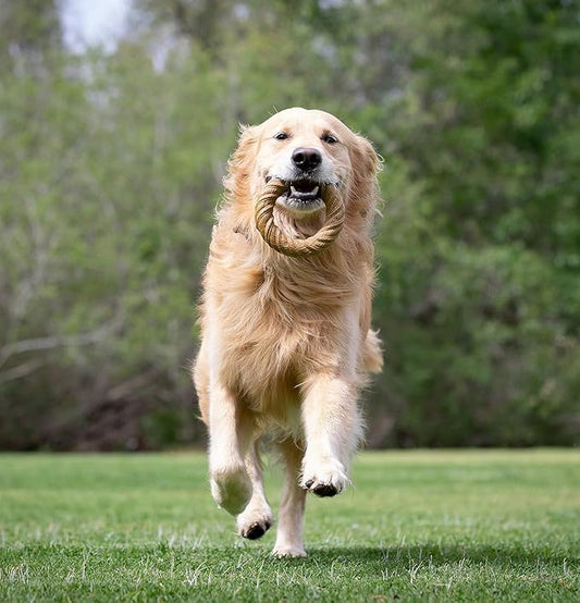 Barkbone Chew Ring, Chamomile Vanilla Flavored Nylon Chew Bone Dog Toy, 5.75"