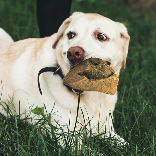 Wildfang® Briar Wood Chewing Root, Large - Splinter Free Wood Dog Chew Toys for Aggressive Chewer, Odorless Natural Teething Toys Dogs Dental Health, Healthy Gums (for Dogs 55-99 lbs), Pack of 1