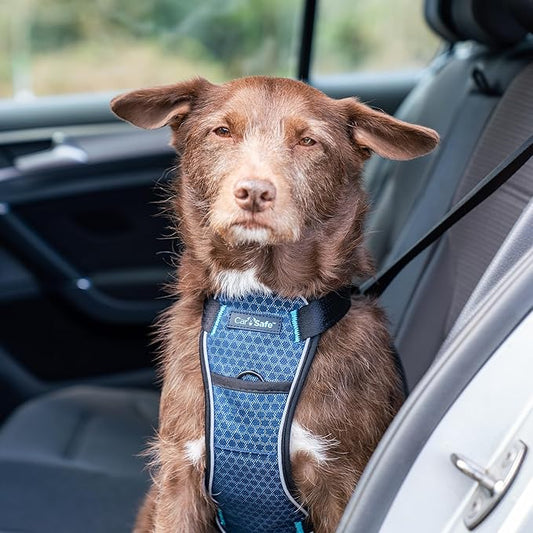 CarSafe Crash Tested Dog Safety Harness - Crash Tested to 32Kg/70lbs, Safely Secure Dog in The Car, Comfortable and Padded Design. for Toy, Small, Medium and Large Dogs (Size Small)