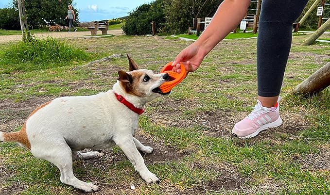 Van Ness Pets Doggi Catch and Carry Flying Disc Floating Dog Toy, Small, Orange