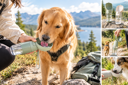 Best Dog Water Bottles for Walking & Travel