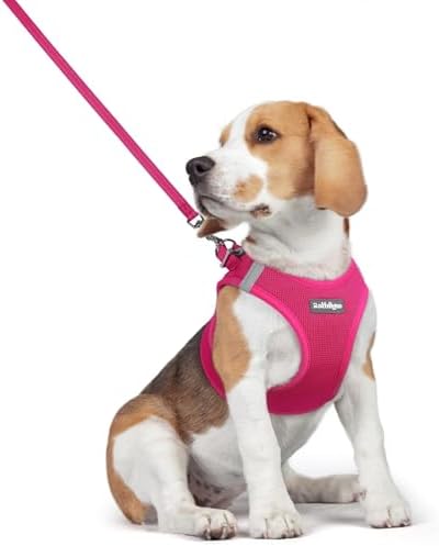 rabbitgoo Dog Harness Medium Sized and Leash Set, Step-in Puppy Pet Vest by rabbitgoo