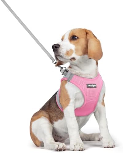rabbitgoo Dog Harness Medium Sized and Leash Set, Step-in Puppy Pet Vest by rabbitgoo