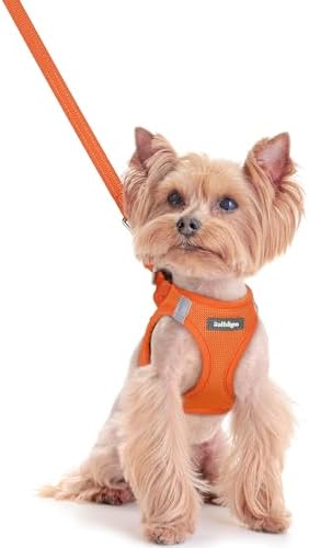 rabbitgoo Dog Harness Small Sized and Leash Set, Step-in Puppy Pet Vest by rabbitgoo