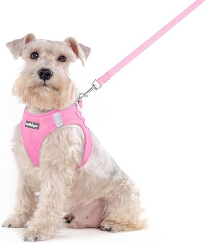 rabbitgoo Dog Harness Medium Sized and Leash Set, Step-in Puppy Pet Vest by rabbitgoo