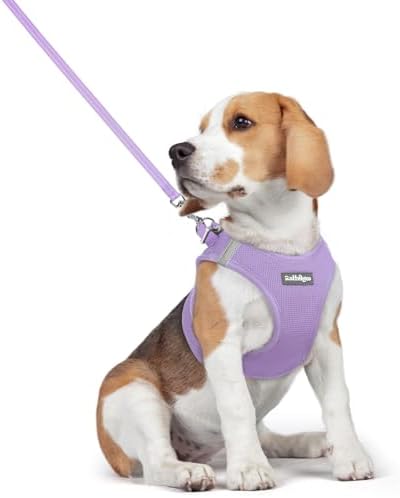 rabbitgoo Dog Harness Medium Sized and Leash Set, Step-in Puppy Pet Vest by rabbitgoo