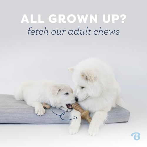 Benebone Puppy 2-Pack Maplestick/Zaggler Dog Chew Toys, Dog Bones, Tiny - Image 5