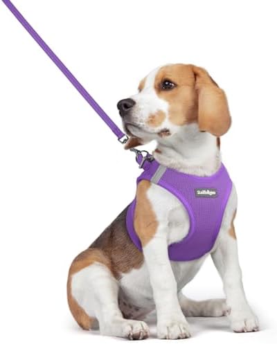 rabbitgoo Dog Harness Medium Sized and Leash Set, Step-in Puppy Pet Vest by rabbitgoo