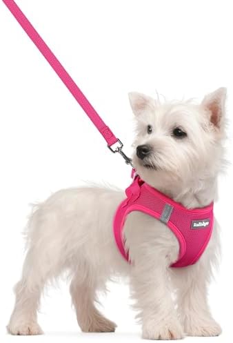 rabbitgoo Dog Harness Small Sized and Leash Set, Step-in Puppy Pet Vest by rabbitgoo