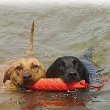 KONG Training Dummy Rope Bumper Dog Toy - Durable Floating Retriever for Fetch & Training - 2 Pack (Orange, Large)