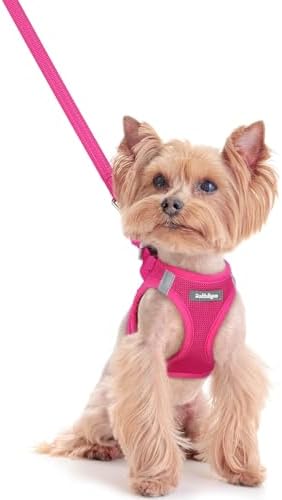 rabbitgoo Dog Harness Small Sized and Leash Set, Step-in Puppy Pet Vest by rabbitgoo
