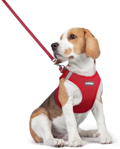 rabbitgoo Dog Harness Medium Sized and Leash Set, Step-in Puppy Pet Vest by rabbitgoo