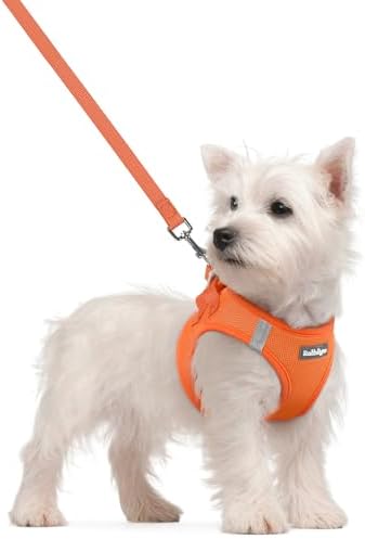 rabbitgoo Dog Harness Small Sized and Leash Set, Step-in Puppy Pet Vest by rabbitgoo