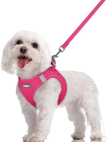 rabbitgoo Dog Harness Medium Sized and Leash Set, Step-in Puppy Pet Vest by rabbitgoo
