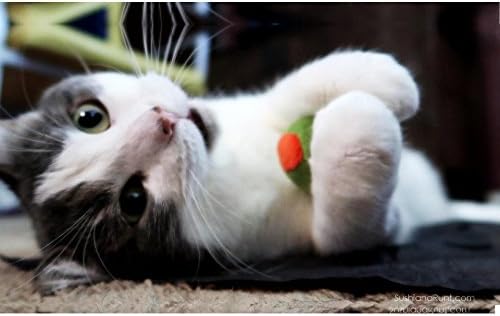 munchiecat Olive Cat Toy Set - 2-Piece Organic Catnip Toys with Soft Rattle, Perfect for Batting & Rolling - Designed for Cats, Ideal Gift for Cat Lovers - Image 5