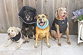 All Four Paws Comfy Cone Pet Cone for Dogs, Cats, X-Small, Black - Comfortable Soft Dog Cone Collar Alternative for After Surgery, Wound Care, Spay, Neuter - Dog and Cat Recovery Elizabethan-Collar - Image 2