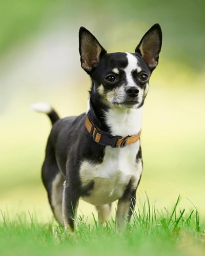 Joytale Reflective Dog Collar, Adjustable Neoprene Padded, Khaki XS - Image 6