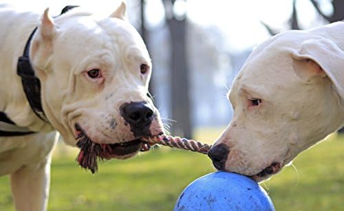 Jolly Pets Romp-N-Roll Rope & Ball Dog Toy, 4.5 in Small, Blueberry - Image 2