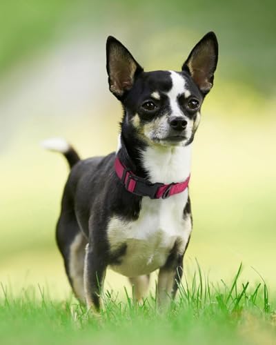 Joytale Reflective Dog Collar, Adjustable Neoprene Padded, Hotpink XS - Image 6