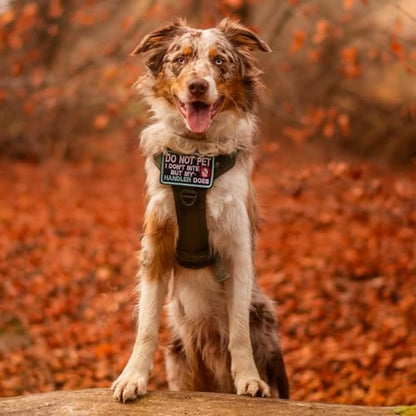 rabbitgoo Tactical Dog Harness Medium Sized, No Pull Service Pet Vest - Image 2