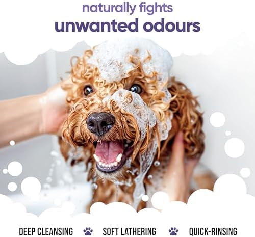Calming & Deodorising Dog Shampoo by Buddycare | Lavender Scented | with Aloe Vera and Pro Vitamin B5 (50.72oz) - Image 4