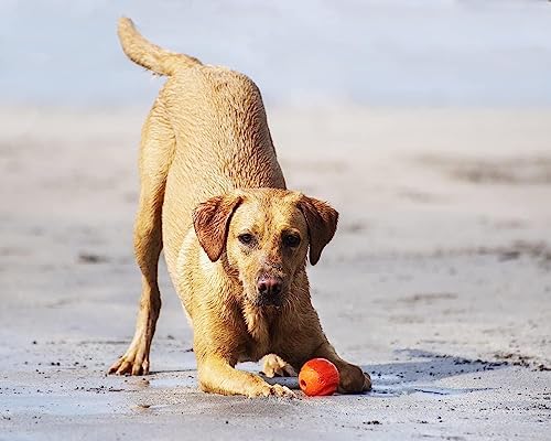 Chuckit! Fetch Medley Dog Ball Dog Toys, Medium (2.5 Inch) Pack of 3, for Medium Breeds & Paraflight Flying Disc Dog Toy, Large (9.75"), Orange and Blue - Image 4