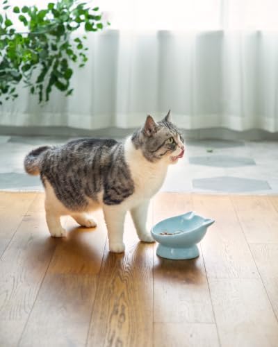 Raised Cat Food Bowl Ceramic 15° Tilted Cat Food Bowls Protect Cat's Spine Anti Vomiting Backflow Prevention Bowls for Adult Kitty, Kitten, and Small Dogs, Blue - Image 7