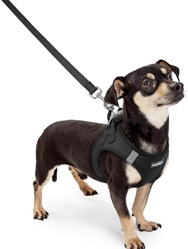 rabbitgoo Dog Harness Small Sized and Leash Set, Step-in Puppy Pet Vest by rabbitgoo