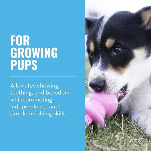 KONG Puppy Binkie, Natural Rubber Teething Toy, for Medium Puppies, Pink - Image 2