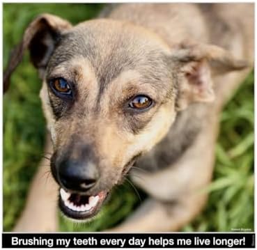 Brush My Teeth Big Dog Toothbrush, Rounded Brush Head with Soft Flexible Bristles for Safe and Gentle Brushing for Dogs, Any Large Breed or Puppy, Daily Brushing Adds Years of Healthy Life - Image 6