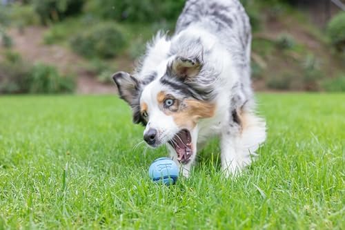Chuckit! Sniff Fetch Balls Canister, 4 Pack, for Medium Dog Breeds - Image 4