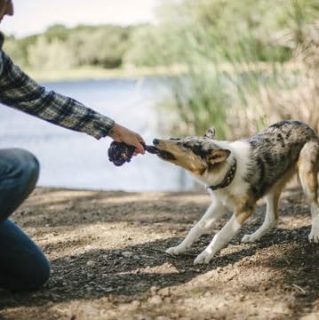 P.L.A.Y. Cute Outdoor Dog Toys - Scout & About Barbell Rope Chew Toy, Great for Puppies & Small, Medium, Large Dogs - Machine Washable, Ultra-Durable, Good for Agility Training, Tugging, Fetch (Small)