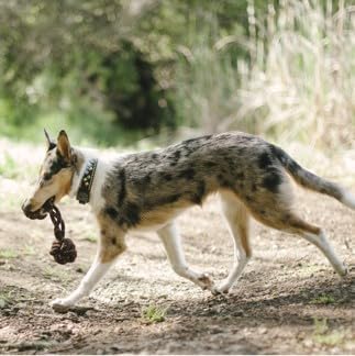 P.L.A.Y. Cute Outdoor Dog Toys - Scout & About Barbell Rope Chew Toy, Great for Puppies & Small, Medium, Large Dogs - Machine Washable, Ultra-Durable, Good for Agility Training, Tugging, Fetch (Small)