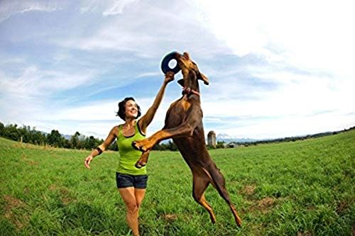 Chuckit! Amphibious ZipFlight Floating and Flying Disc Dog Toy, Medium (8.5"), Assorted Colors (Orange And Blue/Green and Blue)