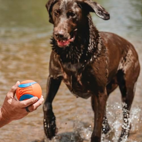 Chuckit! Ultra Ball Dog Toy, Size XXL, 4-in Diameter, for Dogs 100+lbs - Image 3