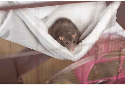Prevue Pet Products Replacement Hammock - Cat Accessories for Cages, Hanging Bed, Soft & Comfortable with Metal Clips for Hanging, for Guinea Pigs, Rats, Ferrets, Chinchillas, & Small Animals - Gray
