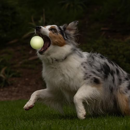 Chuckit! Ultra Ball Dog Fetch Toy, Large 3in, Day and Night 2 Pack, Floats - Image 5