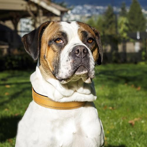 Joytale Reflective Dog Collar, Adjustable Neoprene Padded, Khaki L - Image 2