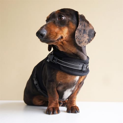 Mini Dachshund Harness – No Armpit Rub, Escape Proof, Reflective, No Pull Vest-Style Dachshunds Harness,Breathable Mesh Dog Harness (Black, S: Chest 32-41cm (12.5"-16")) - Image 7