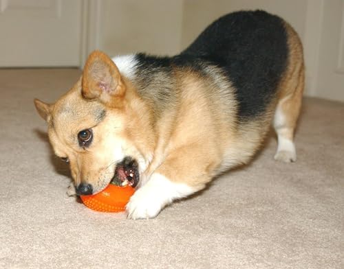 Starmark Everlasting Treat Bento Ball Tough Dog Chew Toy Small - Image 2