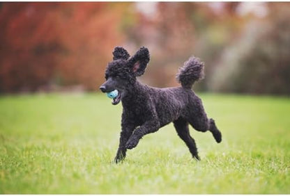 Chuckit! The Whistler Ball Dog Toy, Large 3 Inch, for Dogs 60-100 Pounds - Image 5