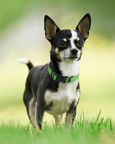 Joytale Reflective Dog Collar, Adjustable Neoprene Padded, Green XS - Image 6